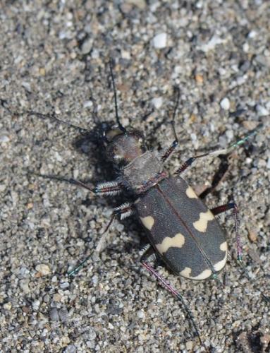 Réf. 322 239 : Cicindela hybrida transversalis